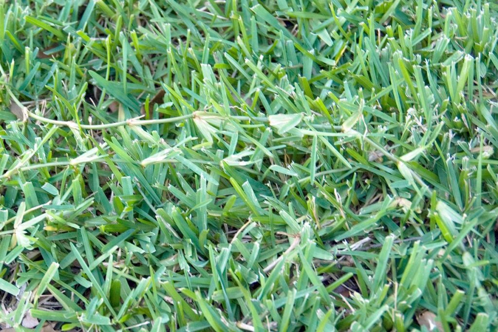 Managing St. Augustinegrass Runners - Landscaping Services in Bellville ...